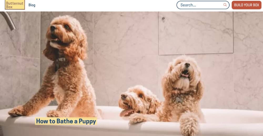 How to bathe a puppy