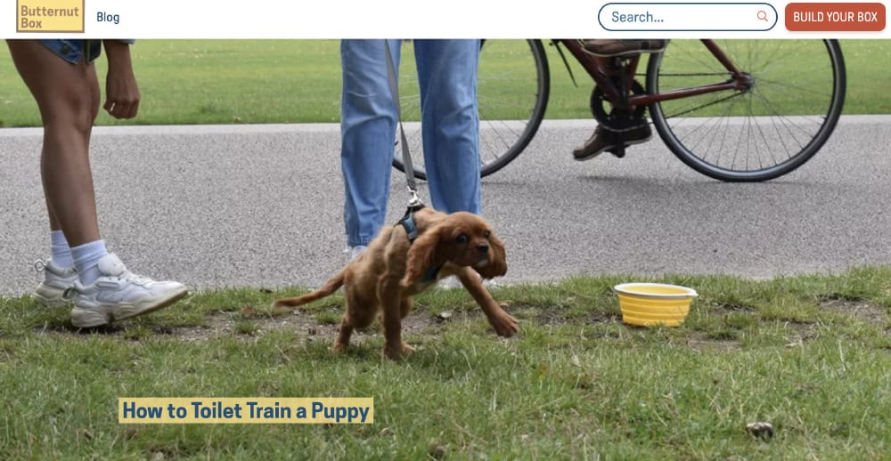 How to toilet train a puppy