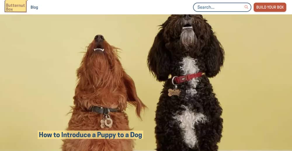 how to introduce a puppy to a dog